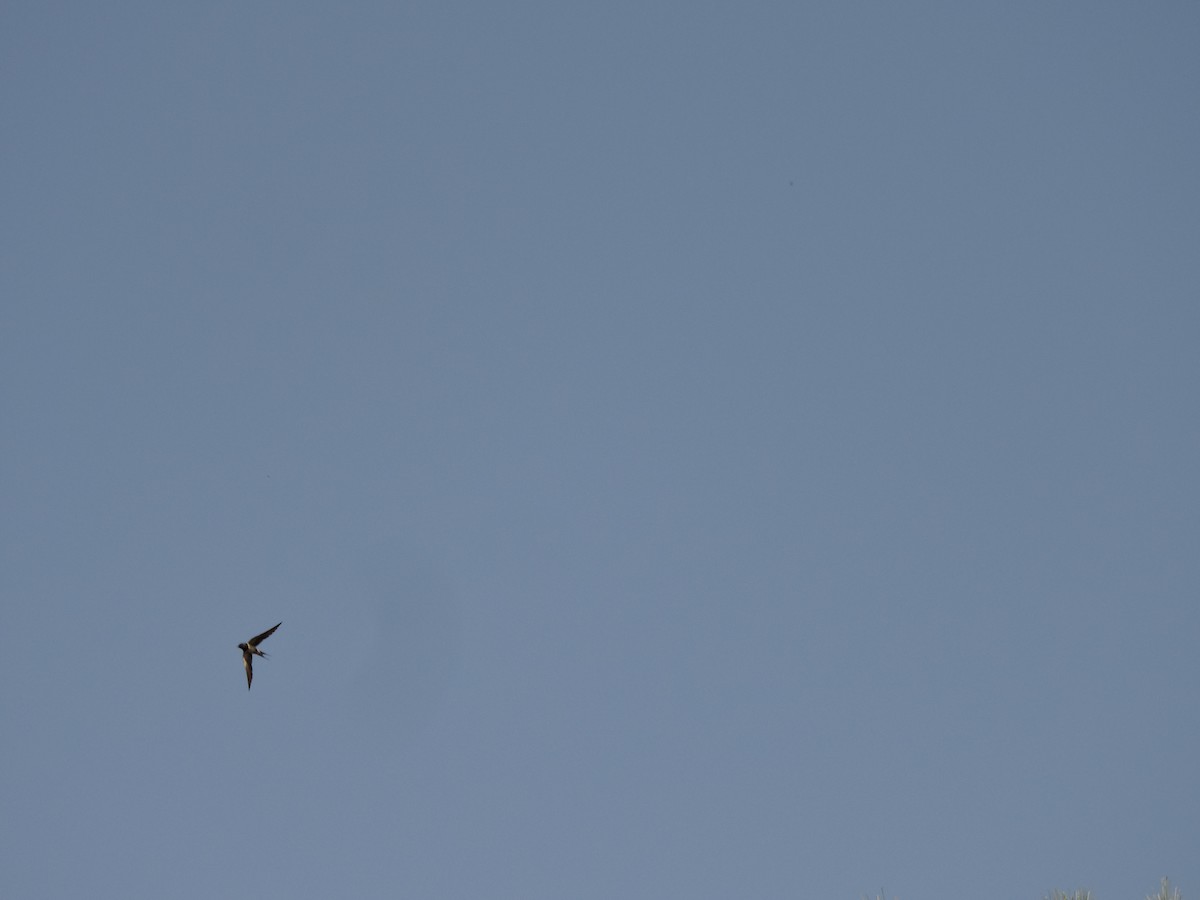 vlaštovka obecná - ML575354601