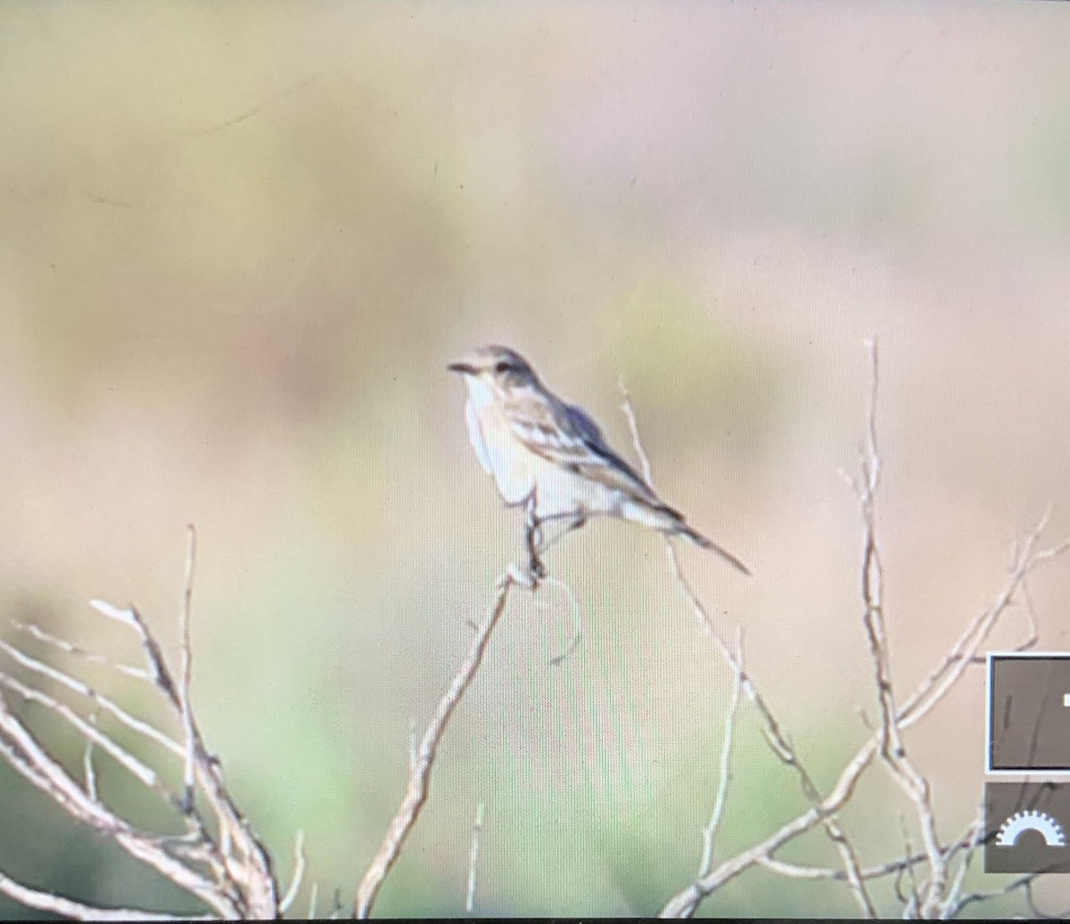 Kleinhakentyrann - ML575355581