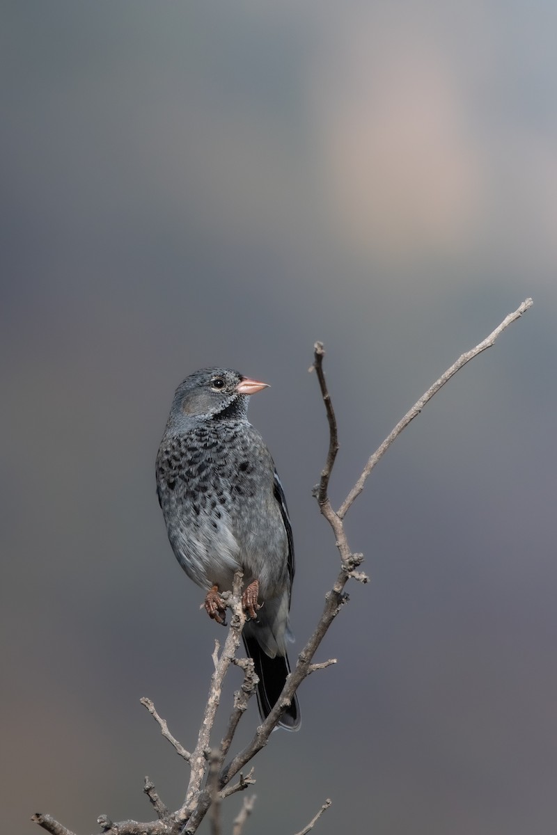 Mourning Sierra Finch - ML575356161