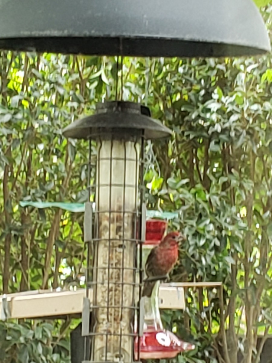House Finch - ML575356311
