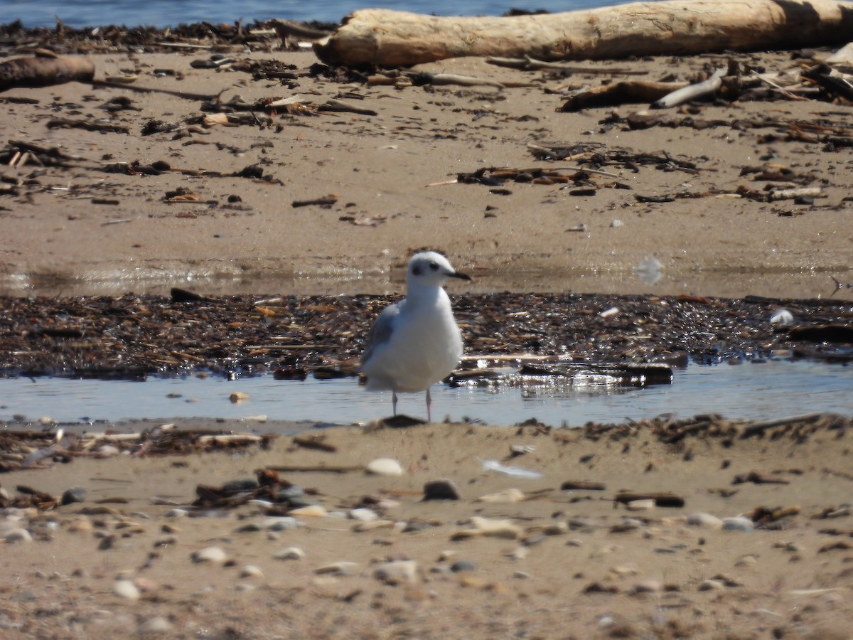 Bonaparte's Gull - ML575356341
