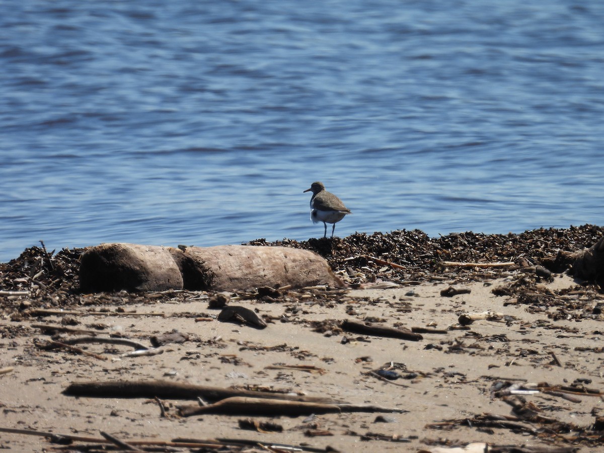 Least Sandpiper - ML575356891