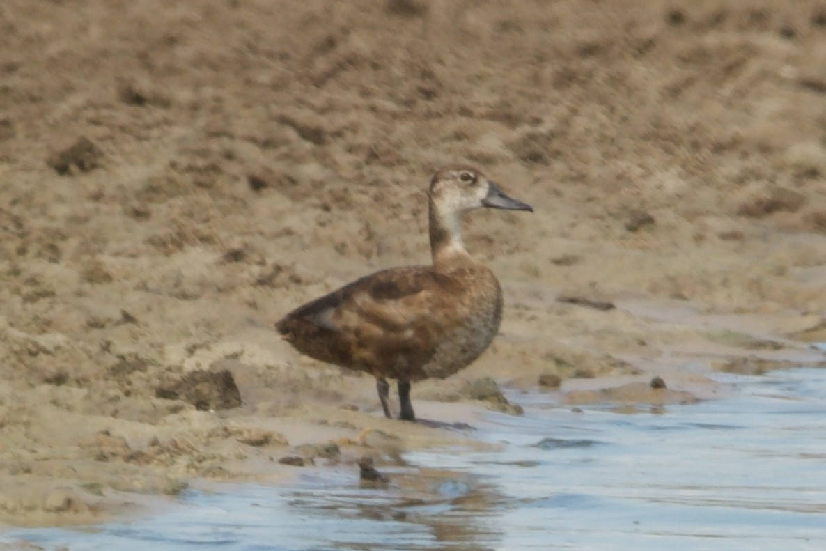 Ring-necked Duck - ML575356901