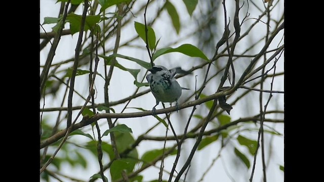 Gray-and-gold Tanager - ML575357071