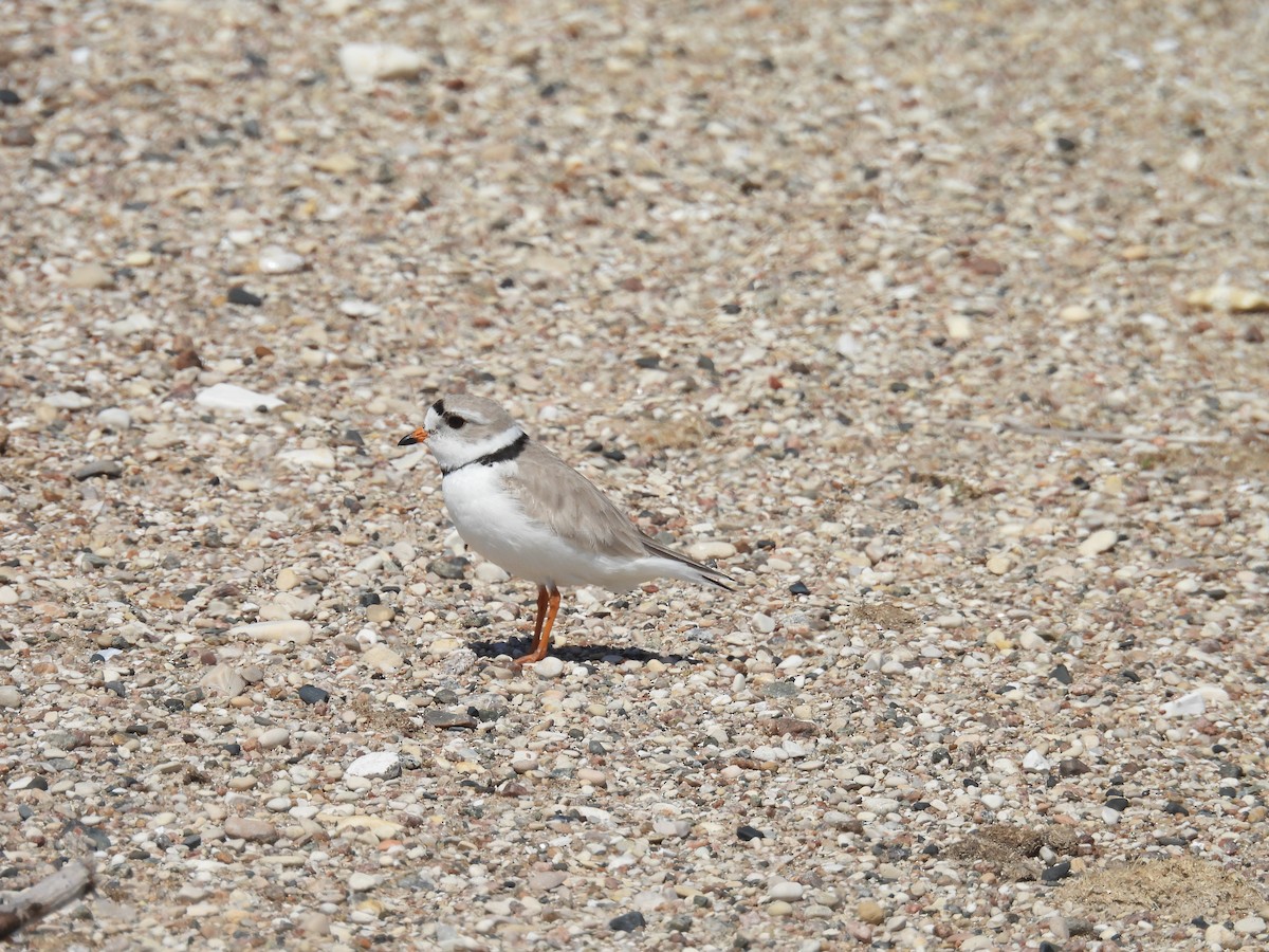 Piping Plover - ML575357301