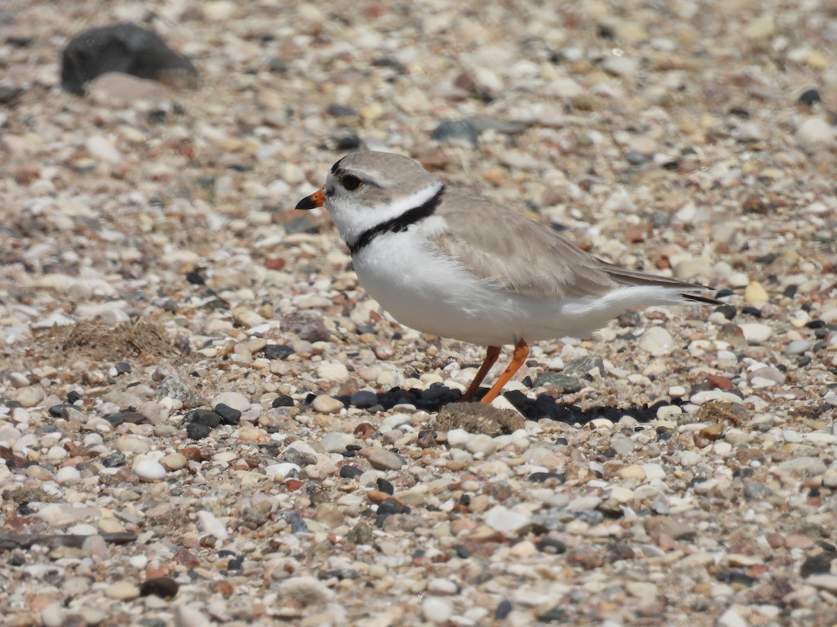 Piping Plover - ML575357441