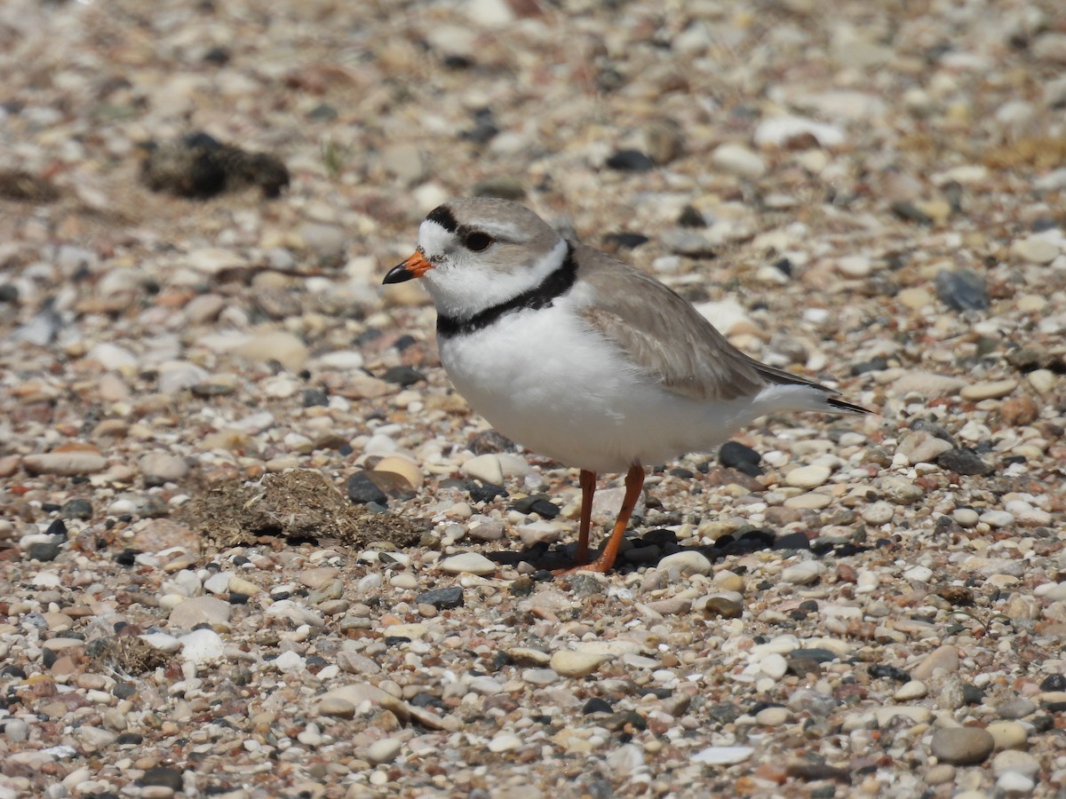 Piping Plover - Aiden Saari