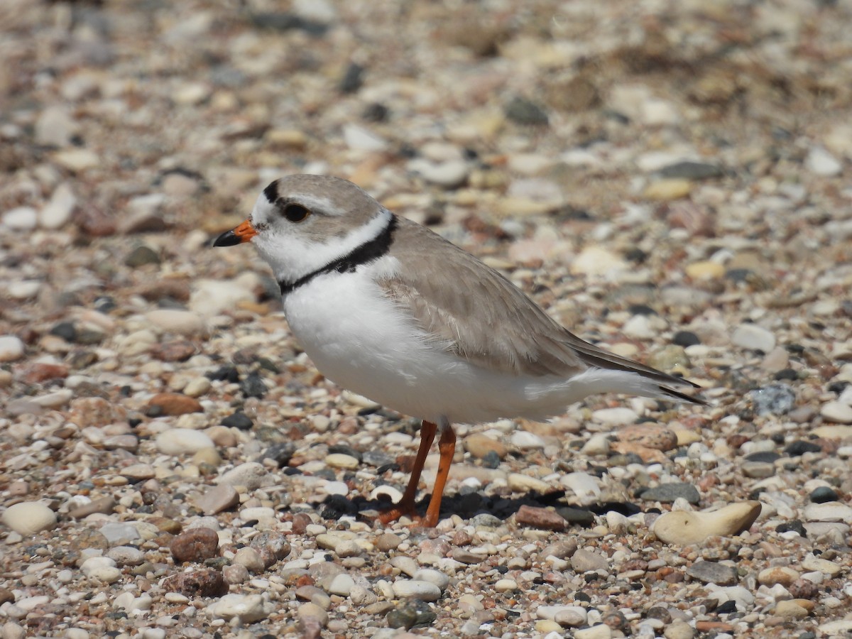 Piping Plover - ML575357951