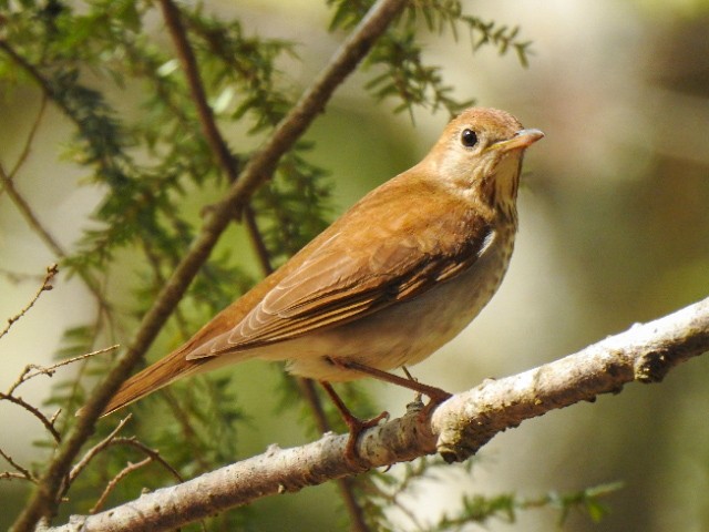Veery - ML575358381