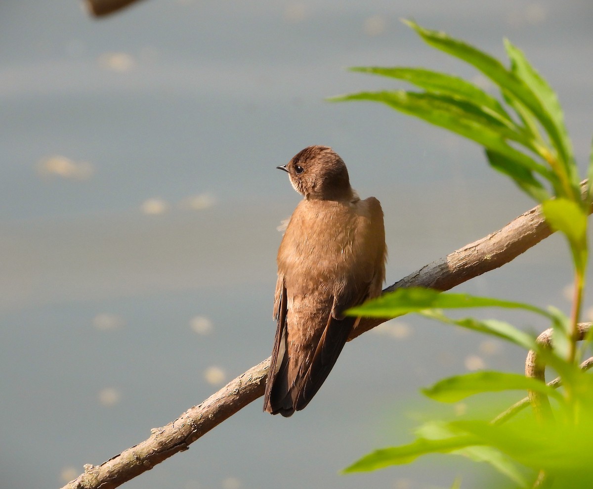 Northern Rough-winged Swallow - ML575358511