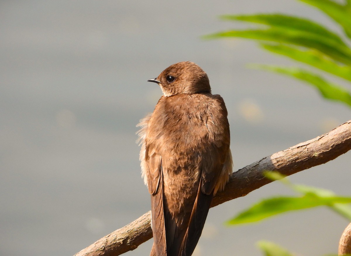 Northern Rough-winged Swallow - ML575358521