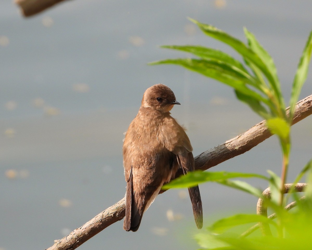 Northern Rough-winged Swallow - ML575358531