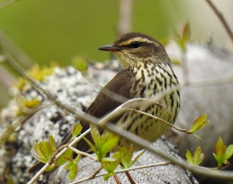 Northern Waterthrush - ML575358791