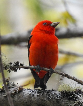 Scarlet Tanager - ML575359191