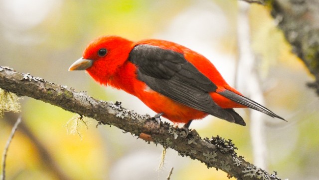 Scarlet Tanager - ML575359201