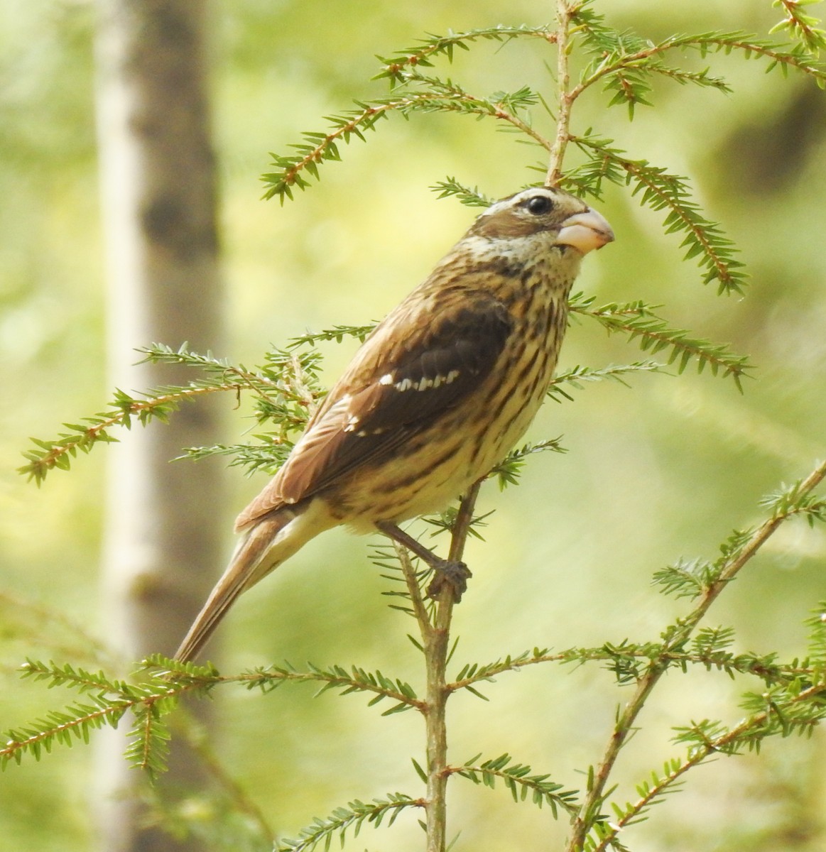Rose-breasted Grosbeak - ML575359491