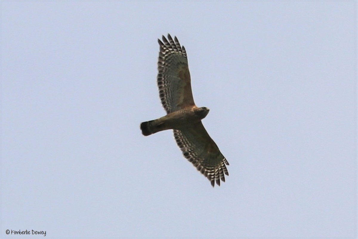 Red-shouldered Hawk - ML57535971