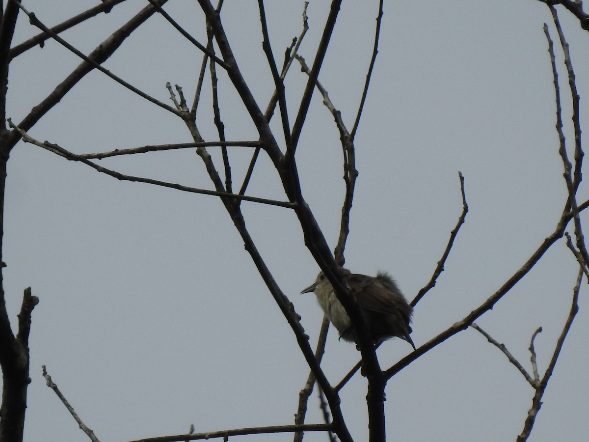 Nilgiri Flowerpecker - ML575359801