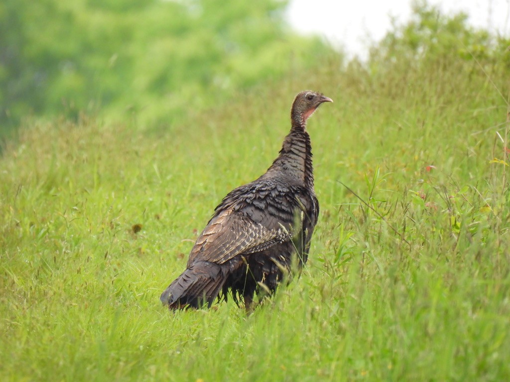 Wild Turkey - ML575360391