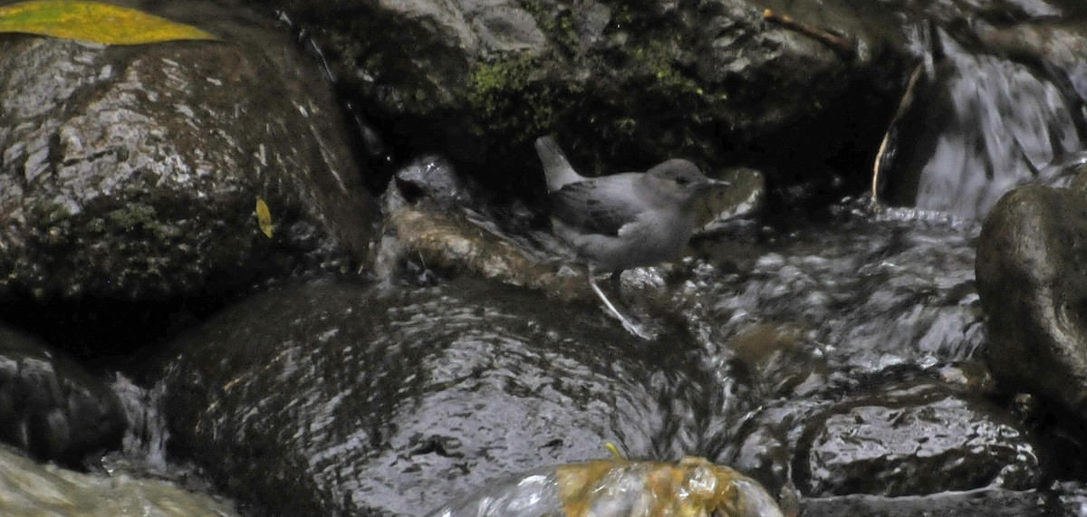 American Dipper - ML575360571