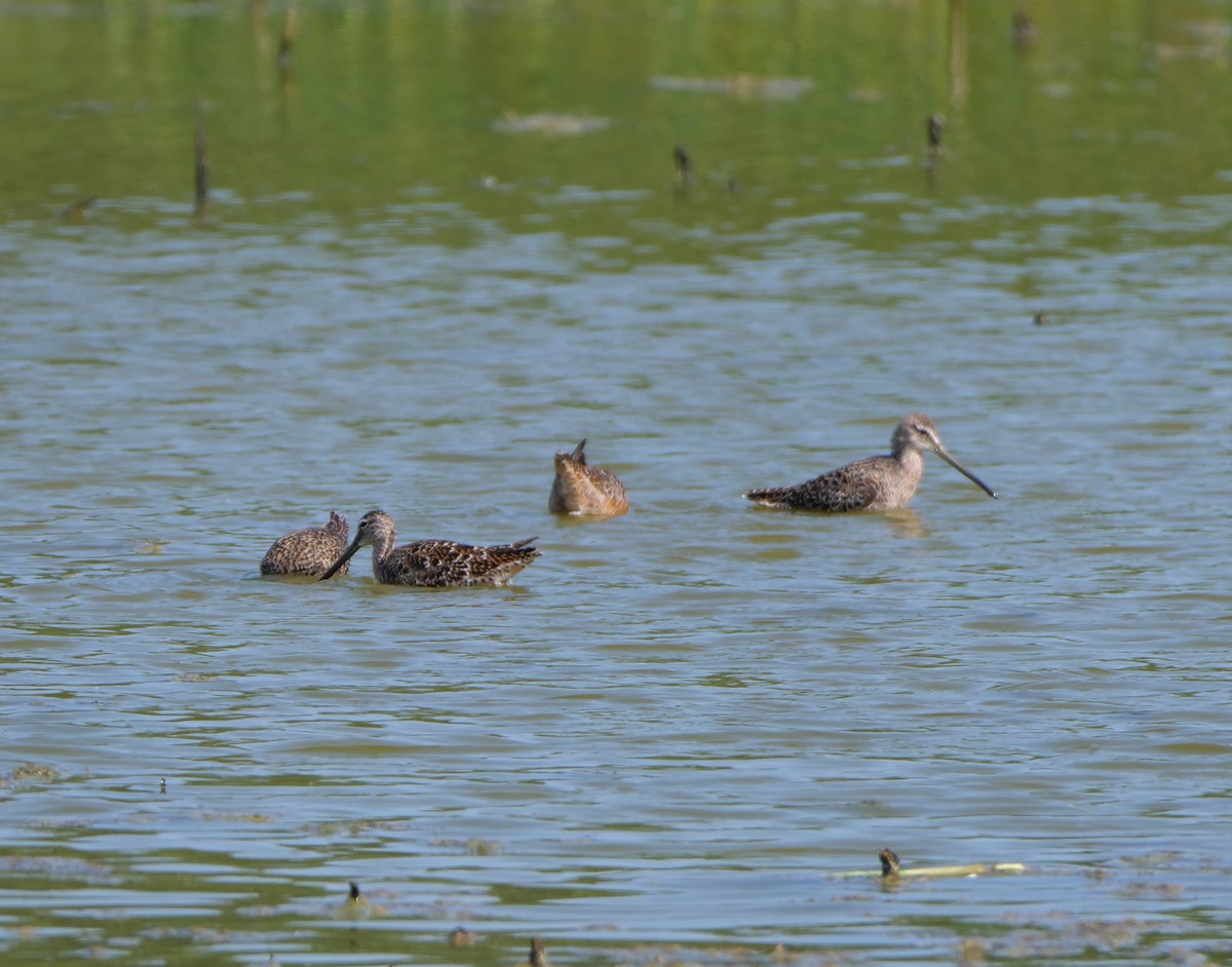 Long-billed Dowitcher - ML575361861