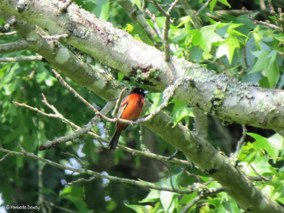 Orchard Oriole - ML57536231