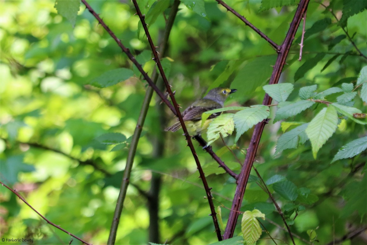 White-eyed Vireo - ML57536291