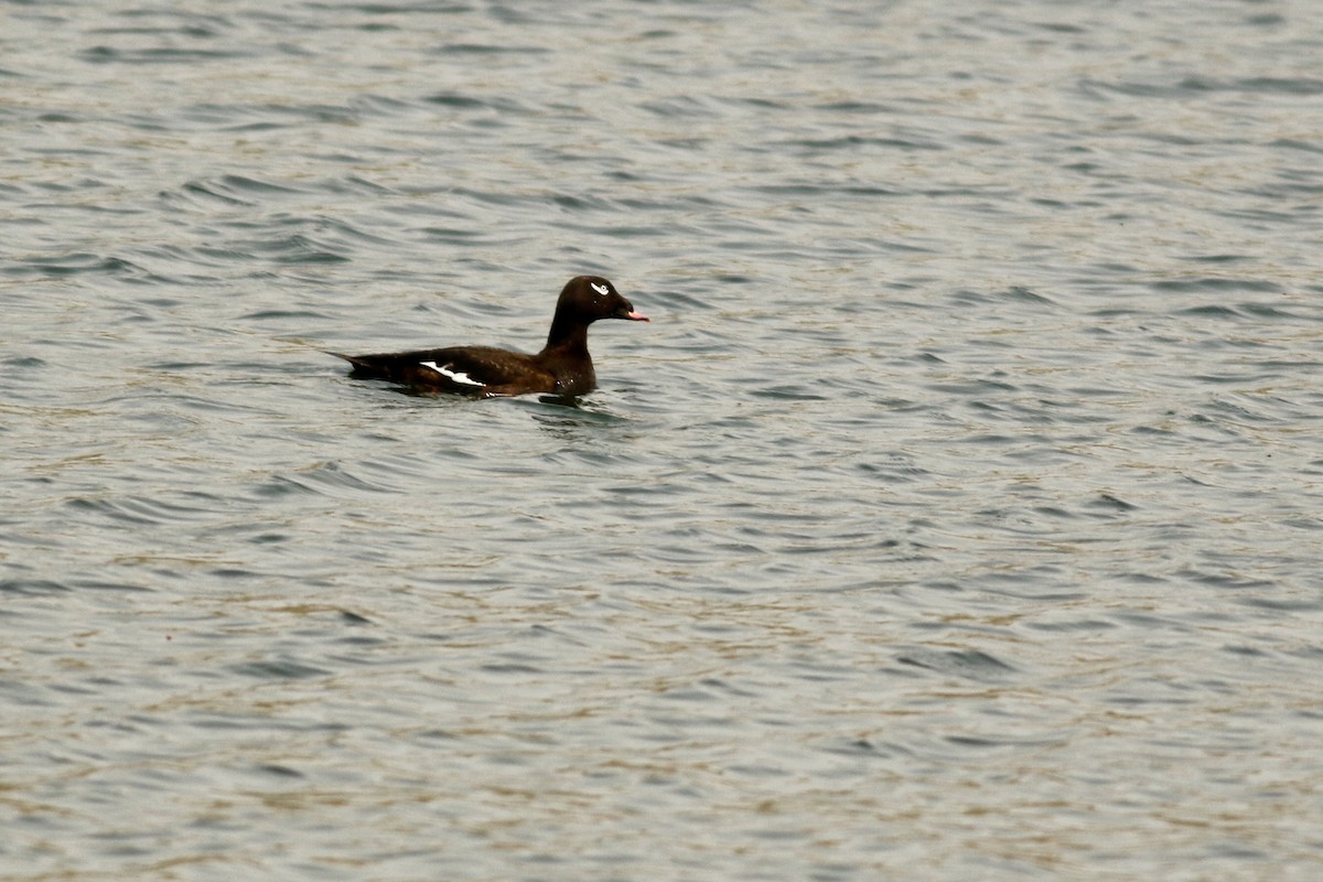 White-winged Scoter - ML575363461