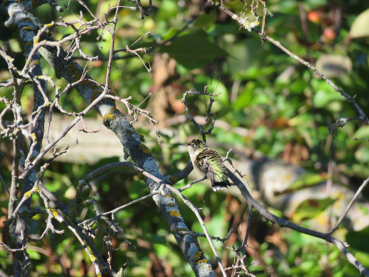 kalypta rubínohrdlá - ML575364161