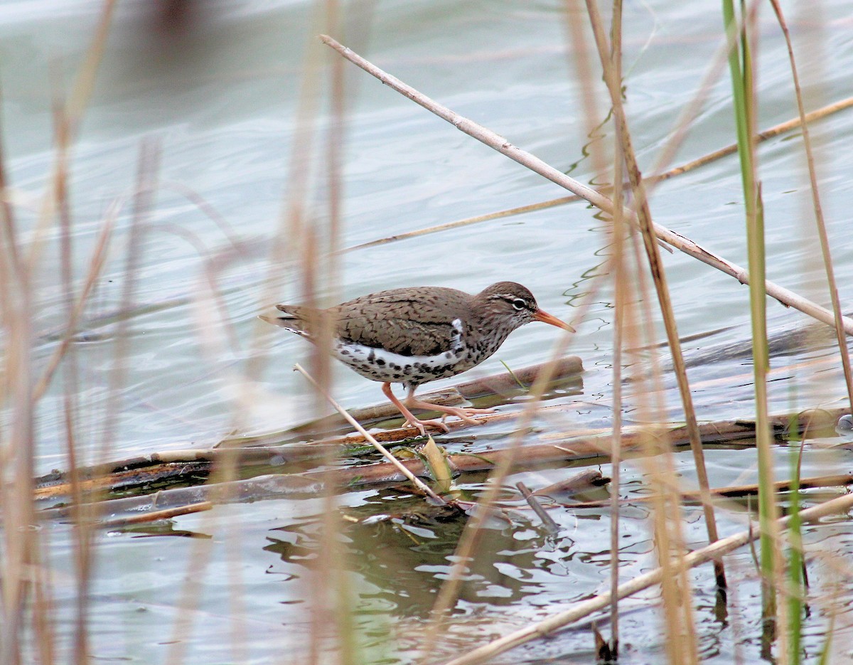 Spotted Sandpiper - ML57536421