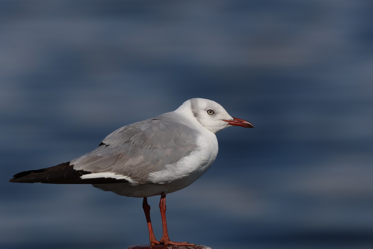 Gray-hooded Gull - ML575365771
