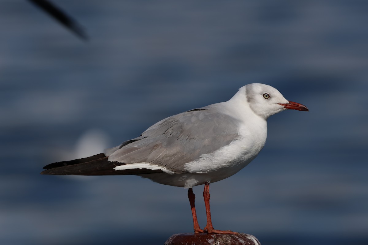 Gray-hooded Gull - ML575365791