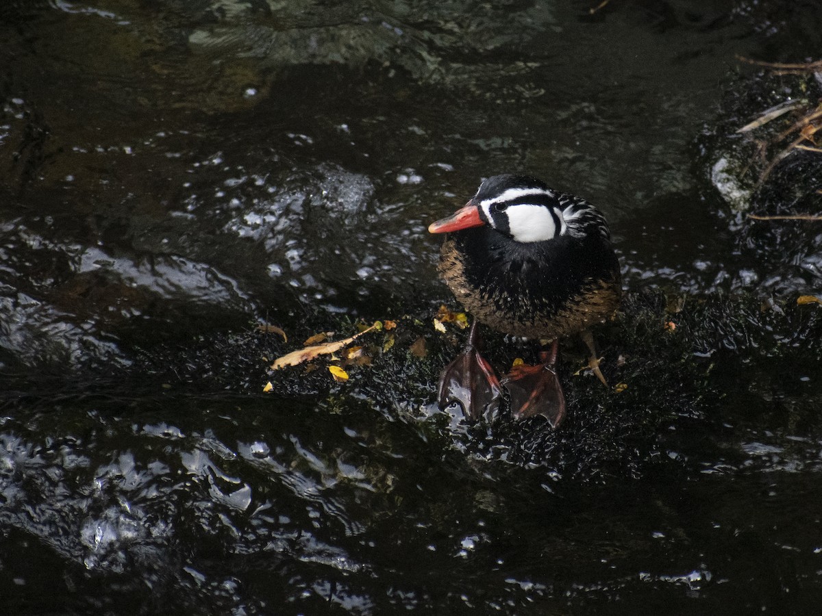 Torrent Duck - ML575366111