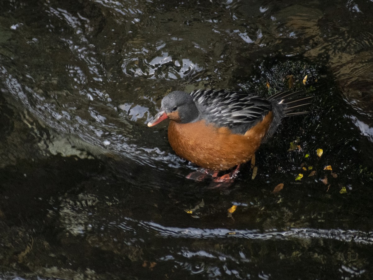 Torrent Duck - Daniela Diaz