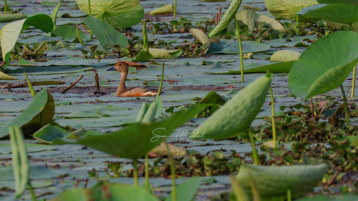 Lesser Whistling-Duck - ML575367051