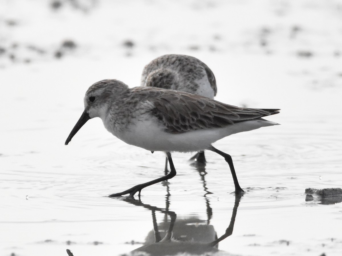 Western Sandpiper - ML575367281