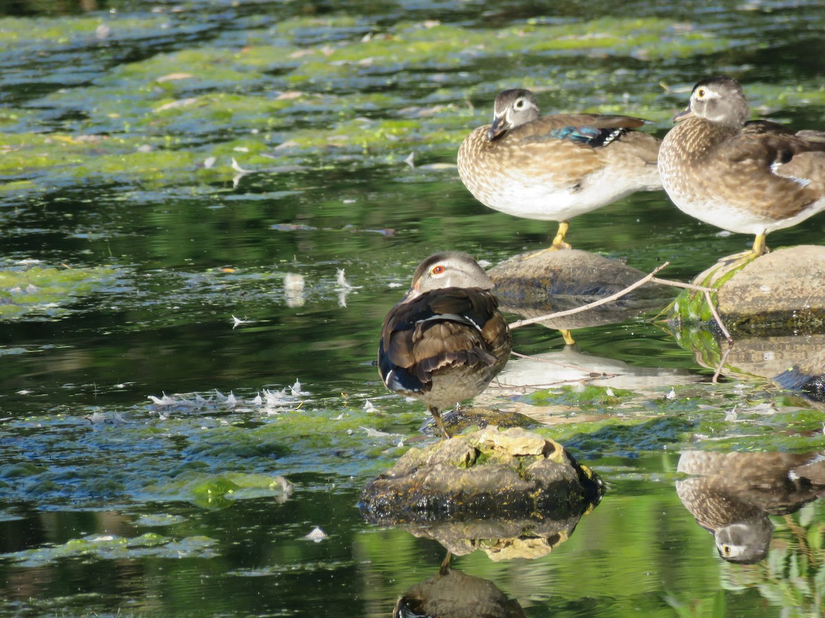 Wood Duck - ML575367911