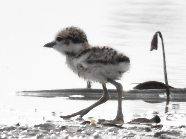 Wilson's Plover - ML575368181
