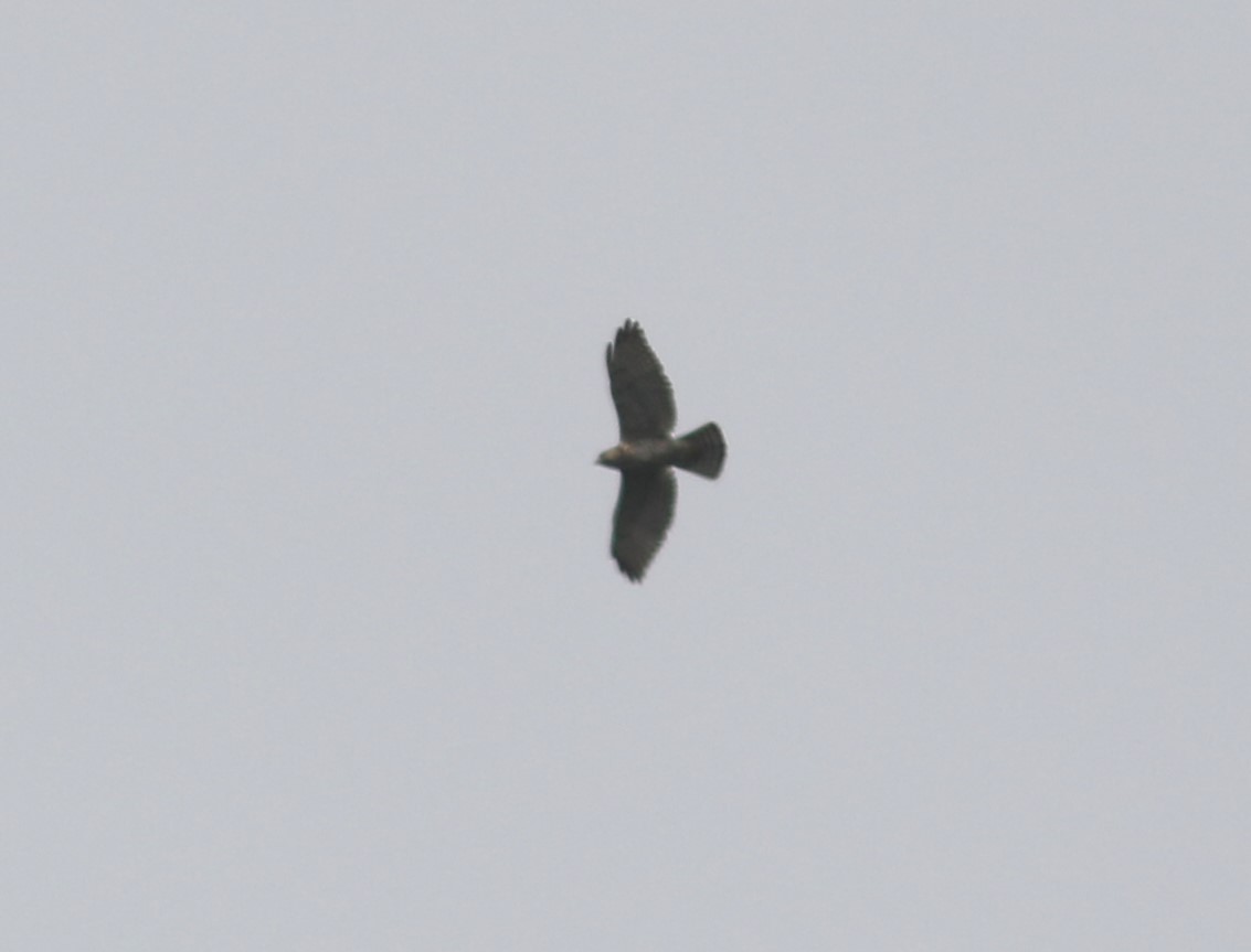 Broad-winged Hawk - Amy McAndrews