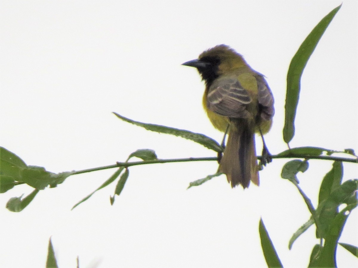 Orchard Oriole - ML57536981