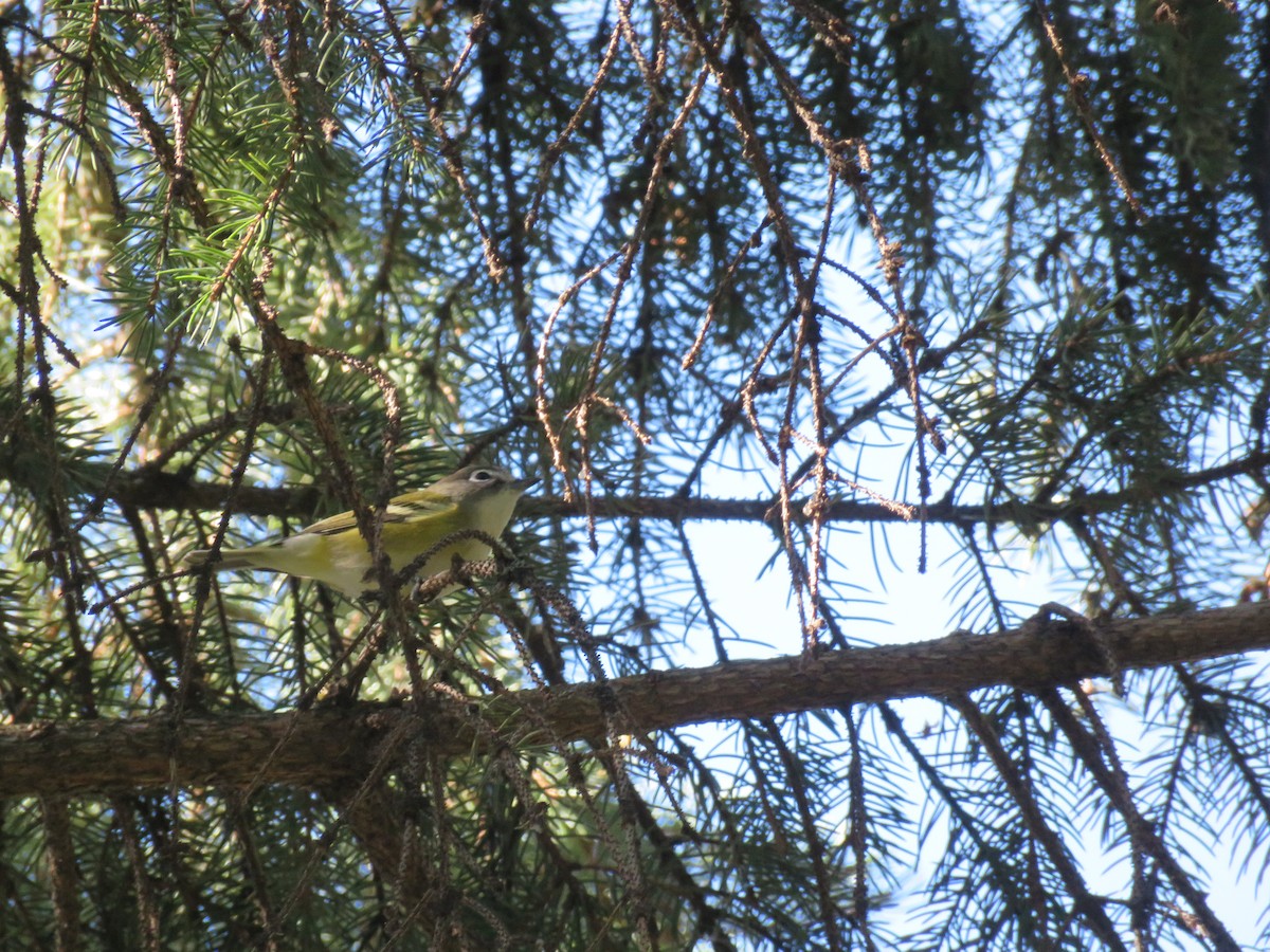 zelenáček brýlový - ML575370191