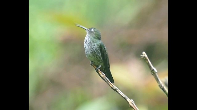 Colibrí Moteado - ML575370251