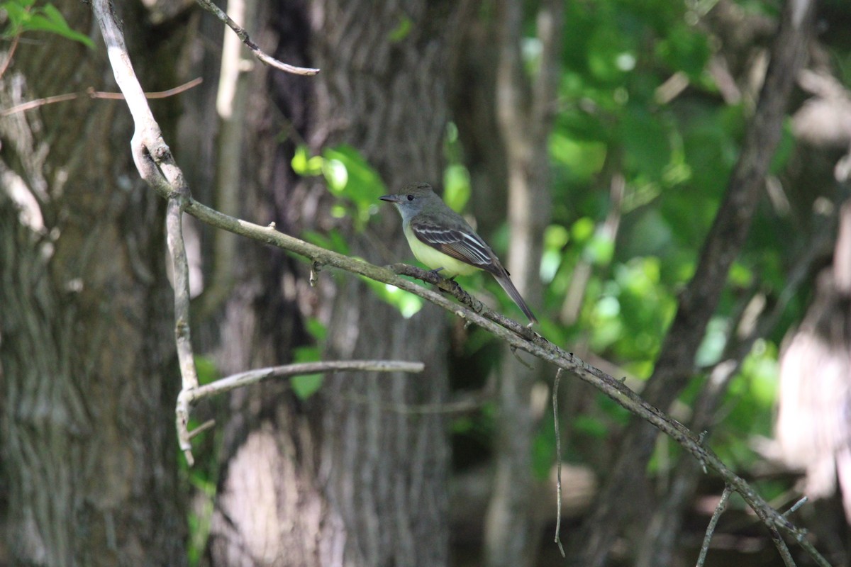 Great Crested Flycatcher - ML575371241