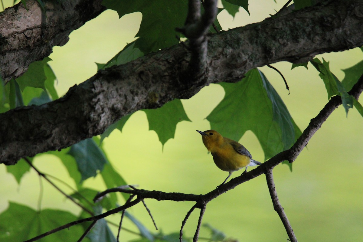 Prothonotary Warbler - ML575372041