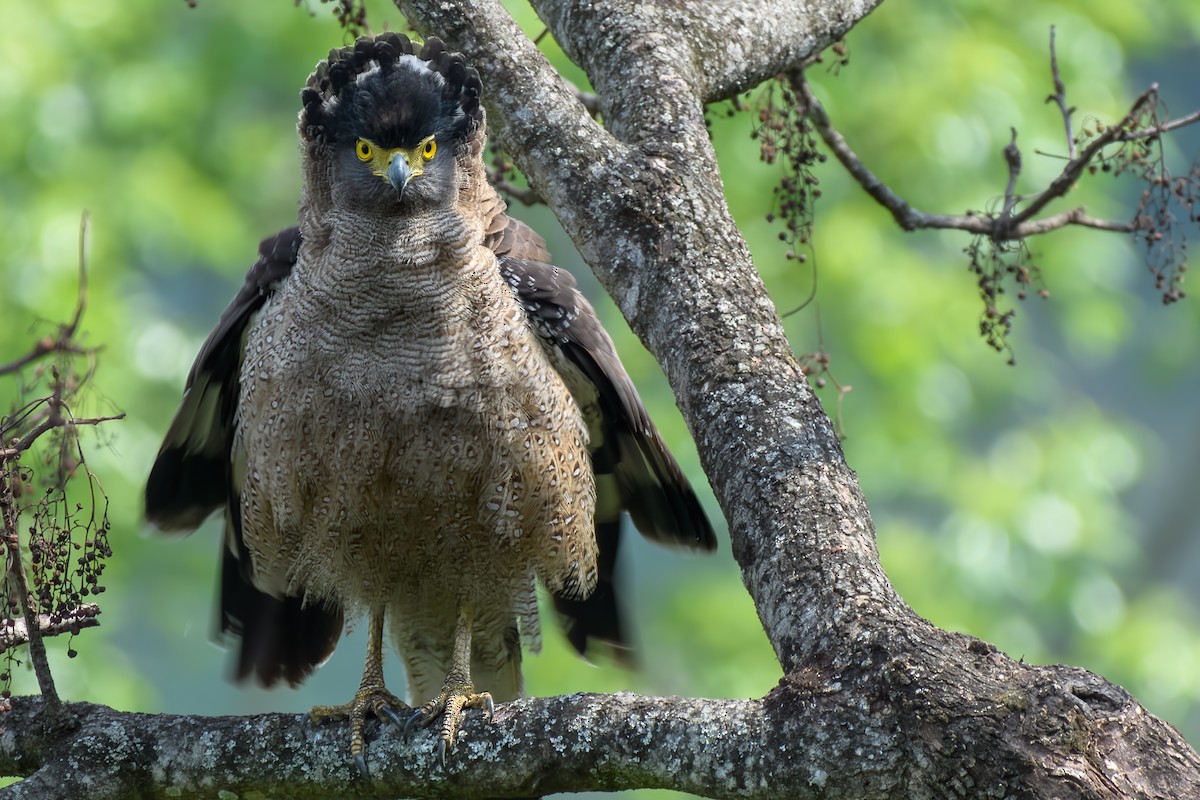 Crested Serpent-Eagle - ML575372071