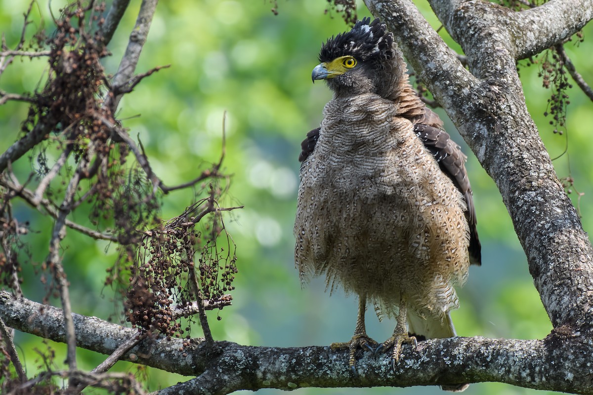 Crested Serpent-Eagle - David Kirsch