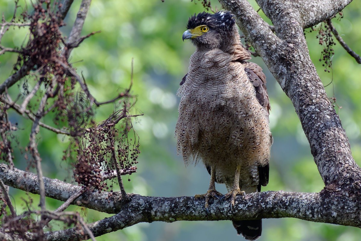 Haubenschlangenadler - ML575372151