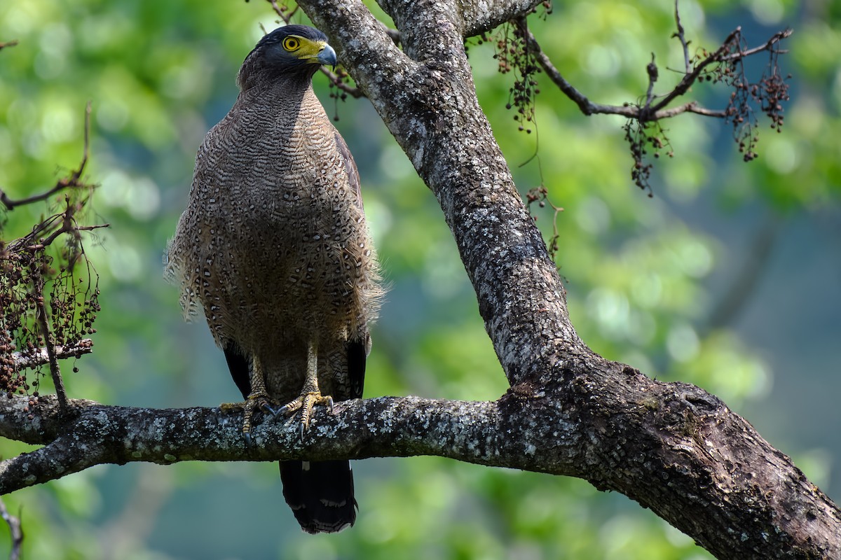 Crested Serpent-Eagle - David Kirsch