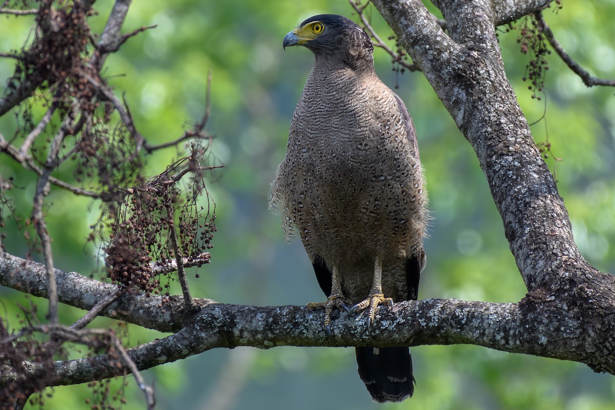 Crested Serpent-Eagle - David Kirsch