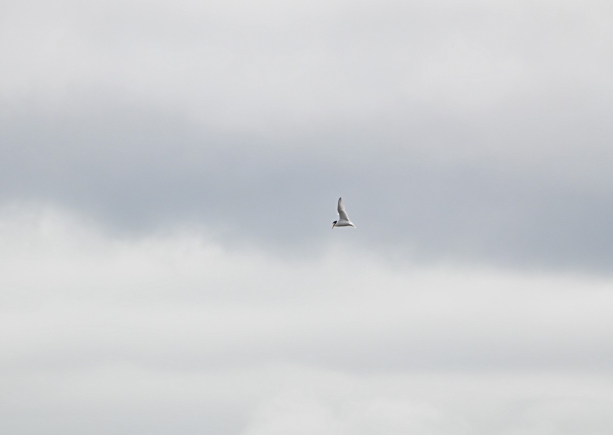 Little Tern - ML575372551